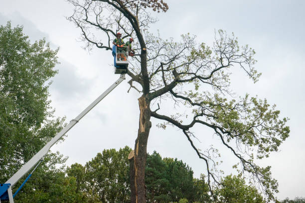 How Our Tree Care Process Works  in  Chesapeake Ranch Estates, MD